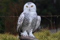 Snow owl Royalty Free Stock Photo