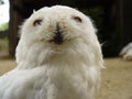 Snow owl
