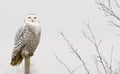 Snow owl Royalty Free Stock Photo