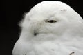 Snow owl Royalty Free Stock Photo