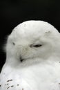 Snow owl Royalty Free Stock Photo