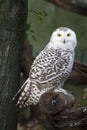 Snow owl Royalty Free Stock Photo