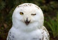 Snow Owl Royalty Free Stock Photo