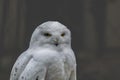 Snow owl with bright organge eyes. Close up. Royalty Free Stock Photo