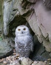 Snow owl - Bubo scandiacus Royalty Free Stock Photo