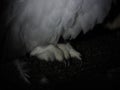 Snow owl claw detail isolated on black Royalty Free Stock Photo