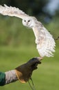 Snow owl on hand of trainer