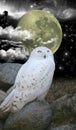 Snow owl and night sky Royalty Free Stock Photo