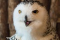 Snow owl 1 year old isolate on background