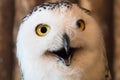 Snow owl 1 year old isolate on background