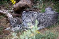 A Snow panther is resting in the mountain