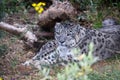 A Snow panther is resting in the mountain