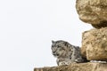 A Snow panther is resting in the mountain