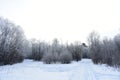 Snow Park ski the road in the winter forest. Road through the winter snow forest. Trees stand in silvery frost. Everything Royalty Free Stock Photo