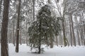 Snow in the Park in Sofia, Bulgaria Dec 29, 2014 Royalty Free Stock Photo