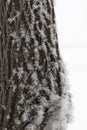 Snow partially covering bark of tree in forest with snowy field in background in daytime. Winter full of white color and Royalty Free Stock Photo