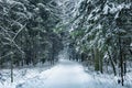Snow path in a fabulous winter forest Royalty Free Stock Photo