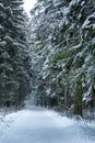 Snow path in a fabulous winter forest Royalty Free Stock Photo