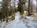 Snow path leading through a snow covered forest Royalty Free Stock Photo