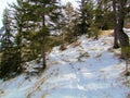 Snow path leading through a forest Royalty Free Stock Photo