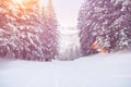 Snow path in winter forest sunset Royalty Free Stock Photo