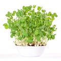 Snow pea microgreen in white bowl and potting compost Royalty Free Stock Photo