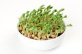 Snow pea microgreen in white porcelain bowl