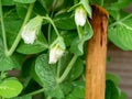 Snow pea, Pisum sativum, close up of flowers and leaves of pea plant in garden Royalty Free Stock Photo