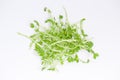 Snow pea shoots Royalty Free Stock Photo