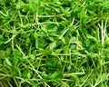 Snow pea shoots Royalty Free Stock Photo