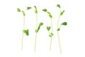 Snow Pea Sprouts Royalty Free Stock Photo