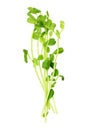 Snow Pea Sprouts Royalty Free Stock Photo