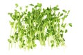 Snow Pea Sprouts Royalty Free Stock Photo