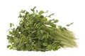 Snow Pea Sprouts Isolated Royalty Free Stock Photo