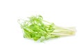 Snow pea sprouts isolated on the white background Royalty Free Stock Photo