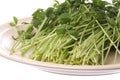 Snow Pea Sprouts on Plate Isolated Royalty Free Stock Photo