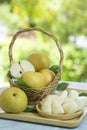 Snow pear or Shingo pear over green natural Blur background. Royalty Free Stock Photo