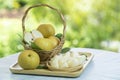 Snow pear or Shingo pear over green natural Blur background. Royalty Free Stock Photo