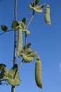 Snow Peas on the Cliimbing Vine Royalty Free Stock Photo