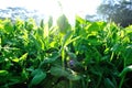 Snow peas at growing at vegetable garden Royalty Free Stock Photo