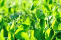 Snow peas at growing at vegetable garden Royalty Free Stock Photo