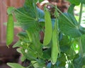 Snow peas hanging on the vine in backyard garden Royalty Free Stock Photo