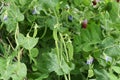 Snow peas Mange tout