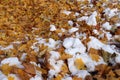 Snow peeking through a pile of orange, yellow and brown Maple leaves after an early autumn snowfall in Wisconsin Royalty Free Stock Photo