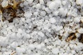 Snow pellets, graupel or soft hail on the ground. Form of precipitation Royalty Free Stock Photo