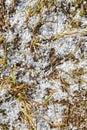 Snow pellets, graupel or soft hail on grass. Form of precipitation