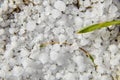 Snow pellets graupel or soft hail on the ground. Form of precipitation