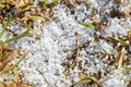 Snow pellets, graupel or soft hail on the ground. Form of precipitation Royalty Free Stock Photo