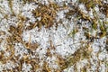 Snow pellets, graupel or soft hail on the ground. Form of precipitation Royalty Free Stock Photo