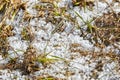 Snow pellets, graupel or soft hail on lawn. Form of precipitation